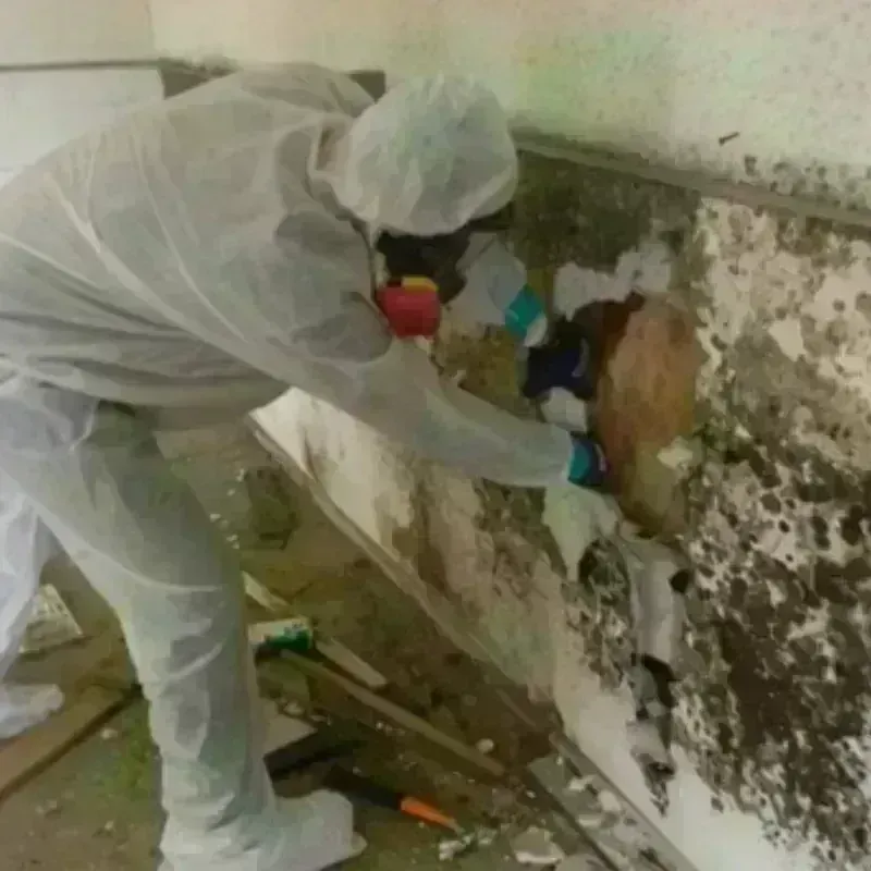 Mold Remediation and Removal in Seward, AK